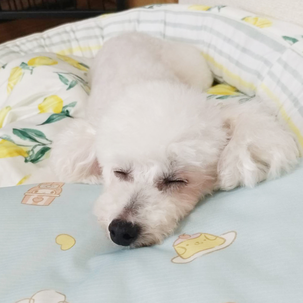 卒業犬ミラちゃんの近況♪